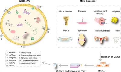 Small extracellular vesicles from mesenchymal stem cells: A potential Weapon for chronic non-healing wound treatment